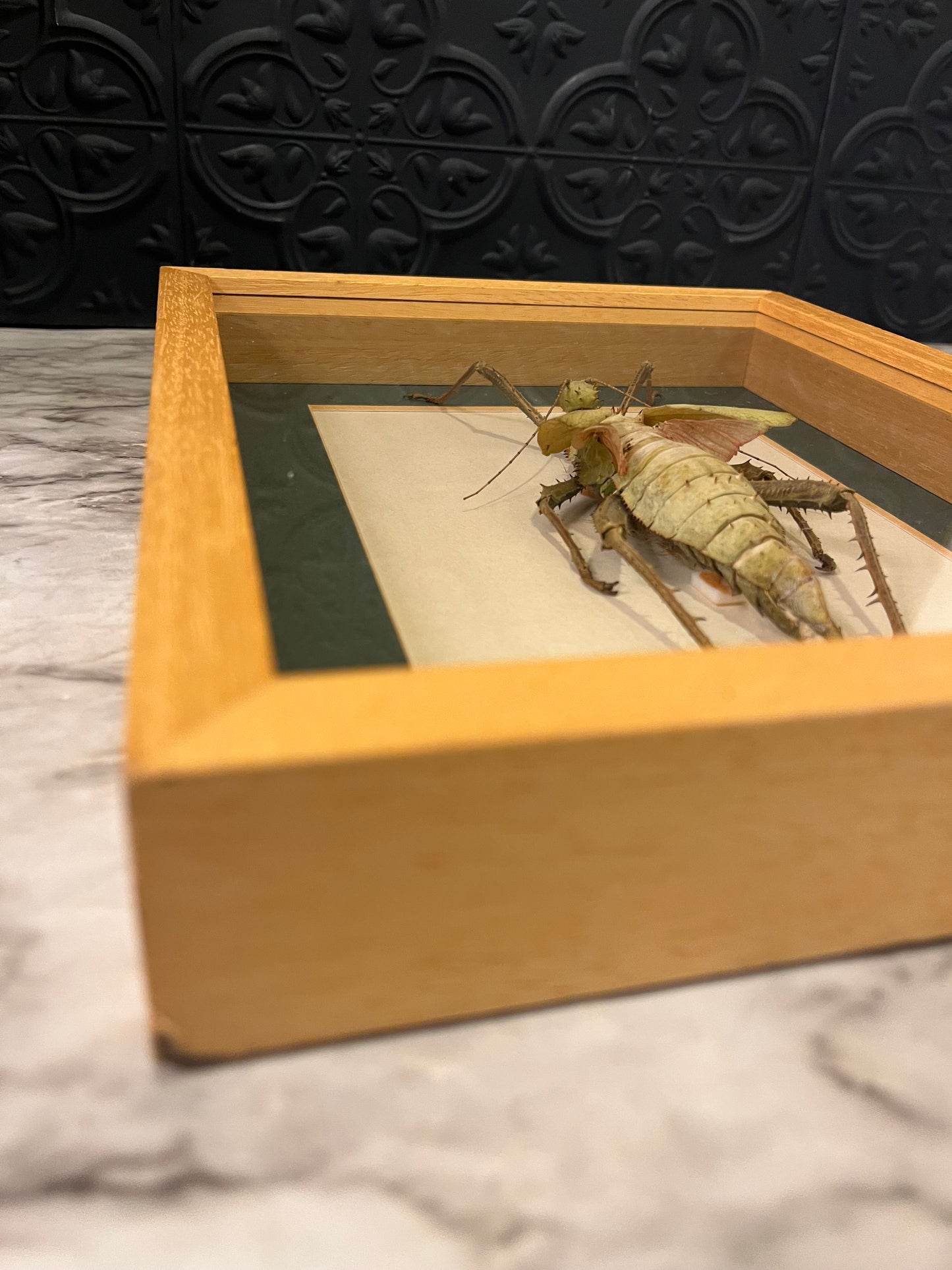 Jungle Nymph Framed