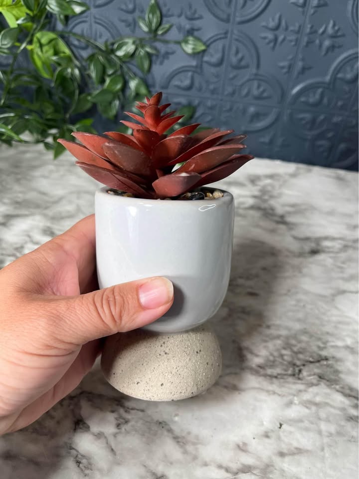 Red Succulent
