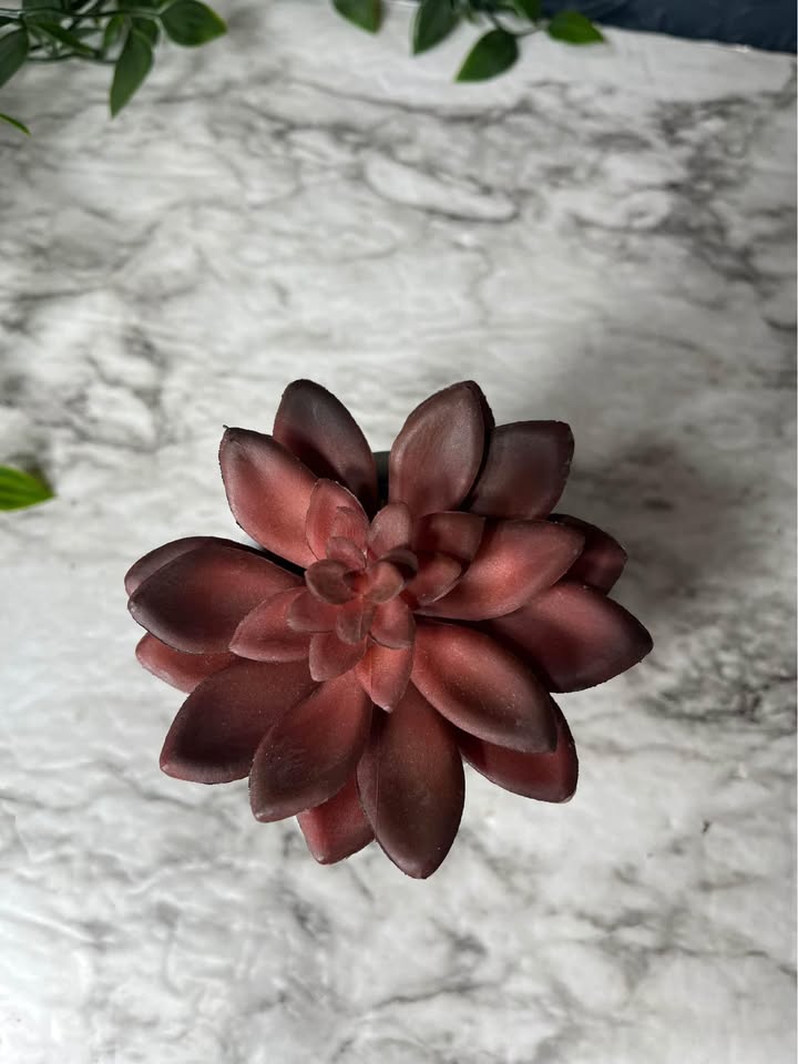 Red Succulent
