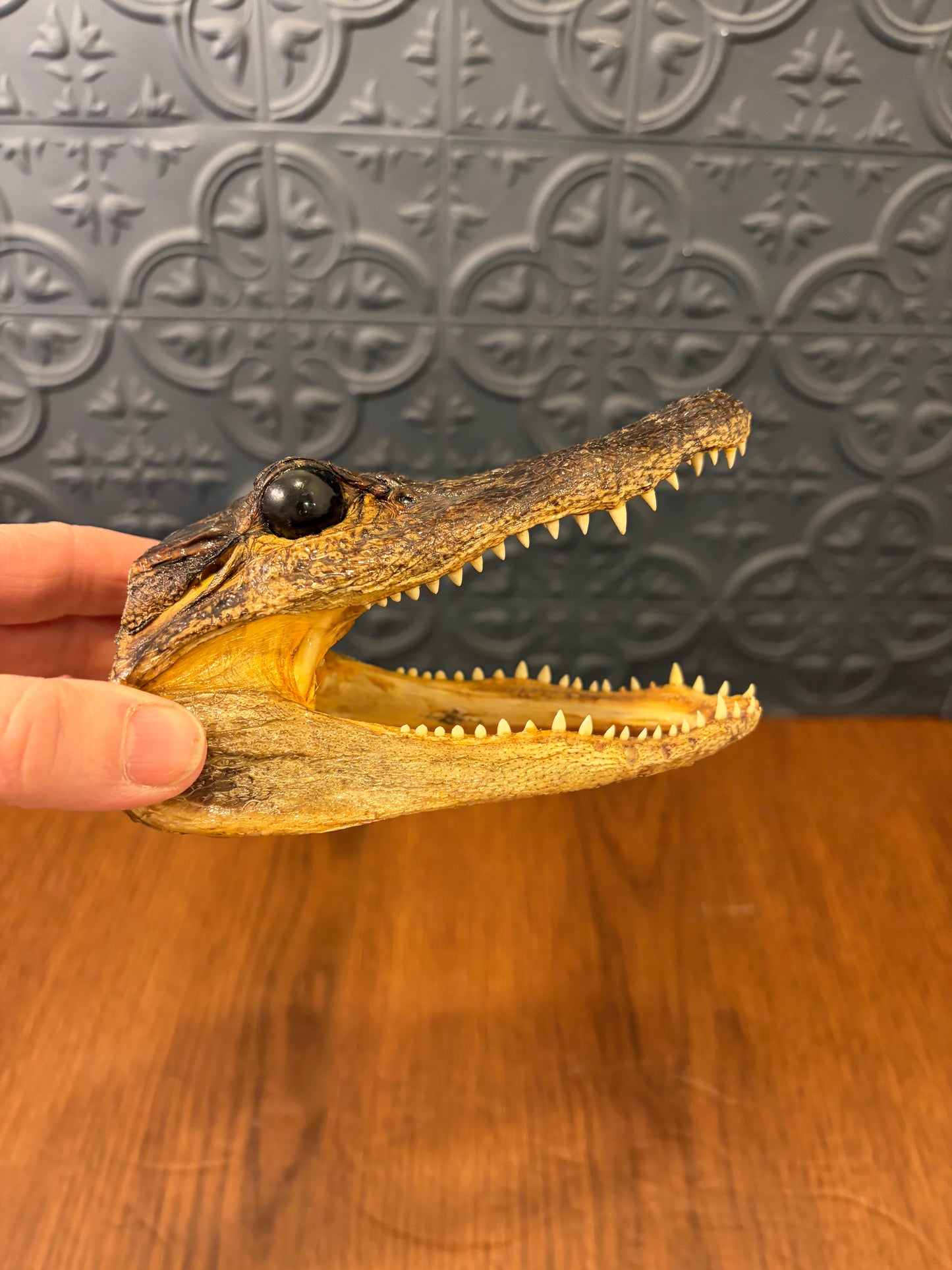 Small Taxidermy Alligator Head
