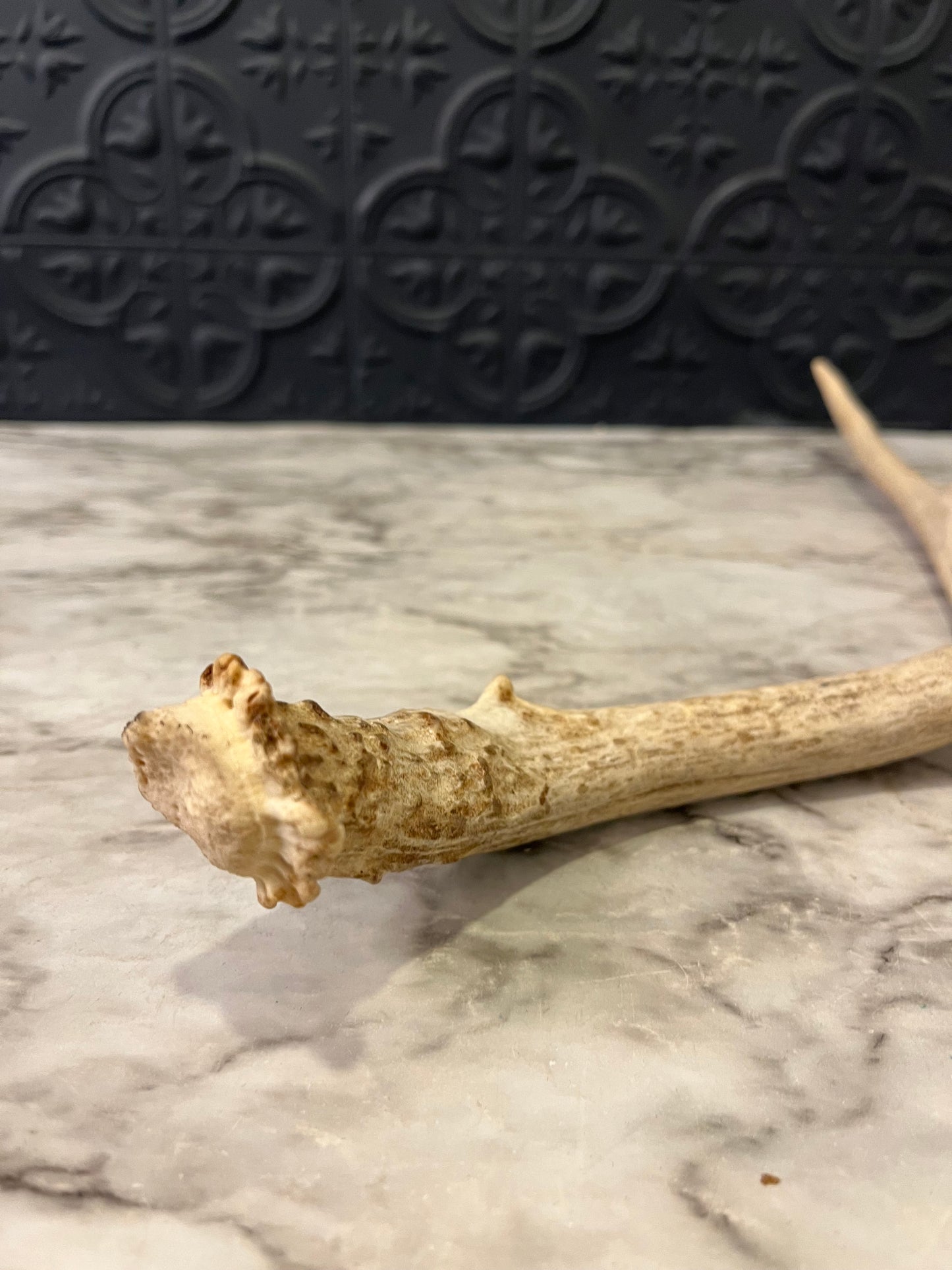 Antler Shed 4 Point