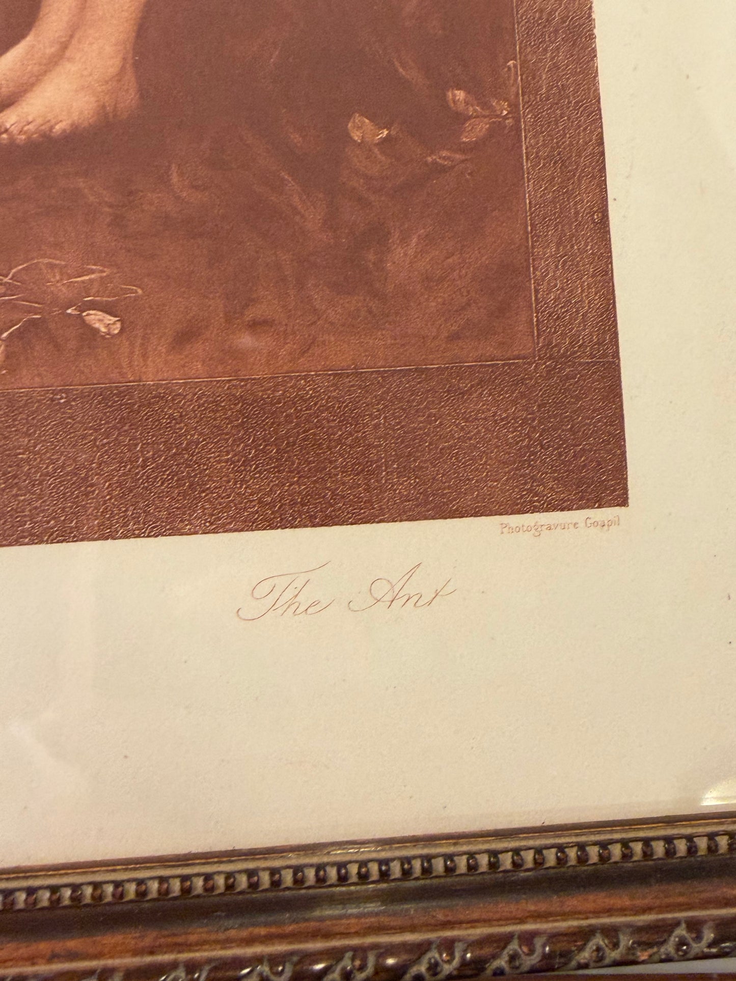 The Ant Framed Print