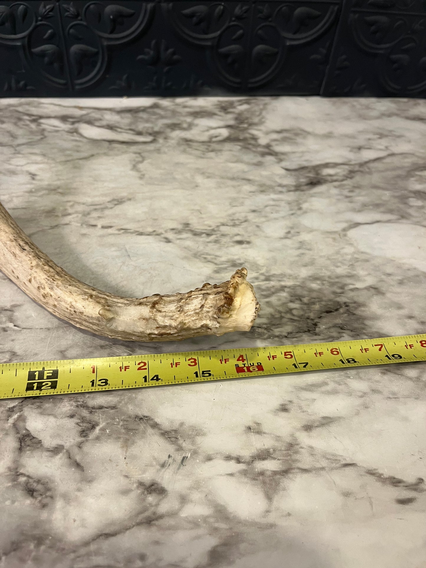 Antler Shed 4 Point