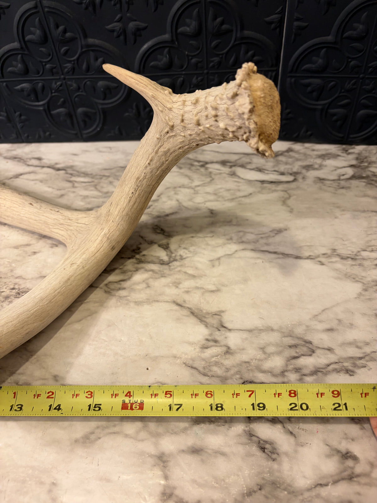 Natural Shed Deer Antler
