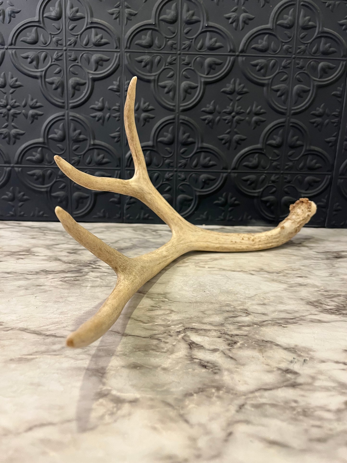 Antler Shed 4 Point