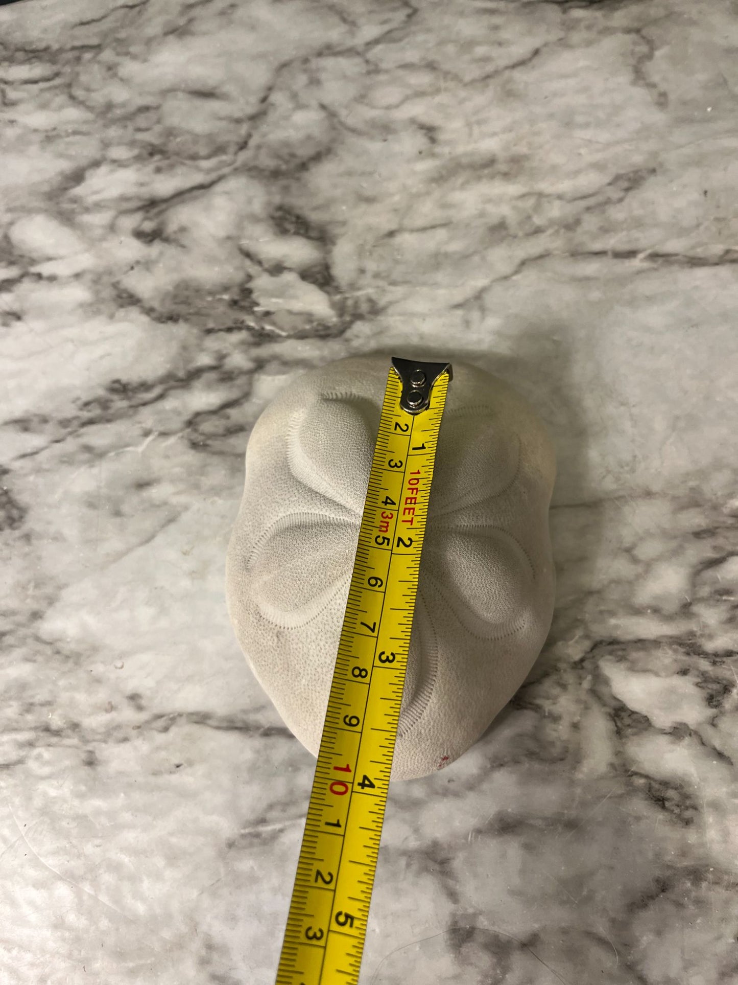 Sand Dollar