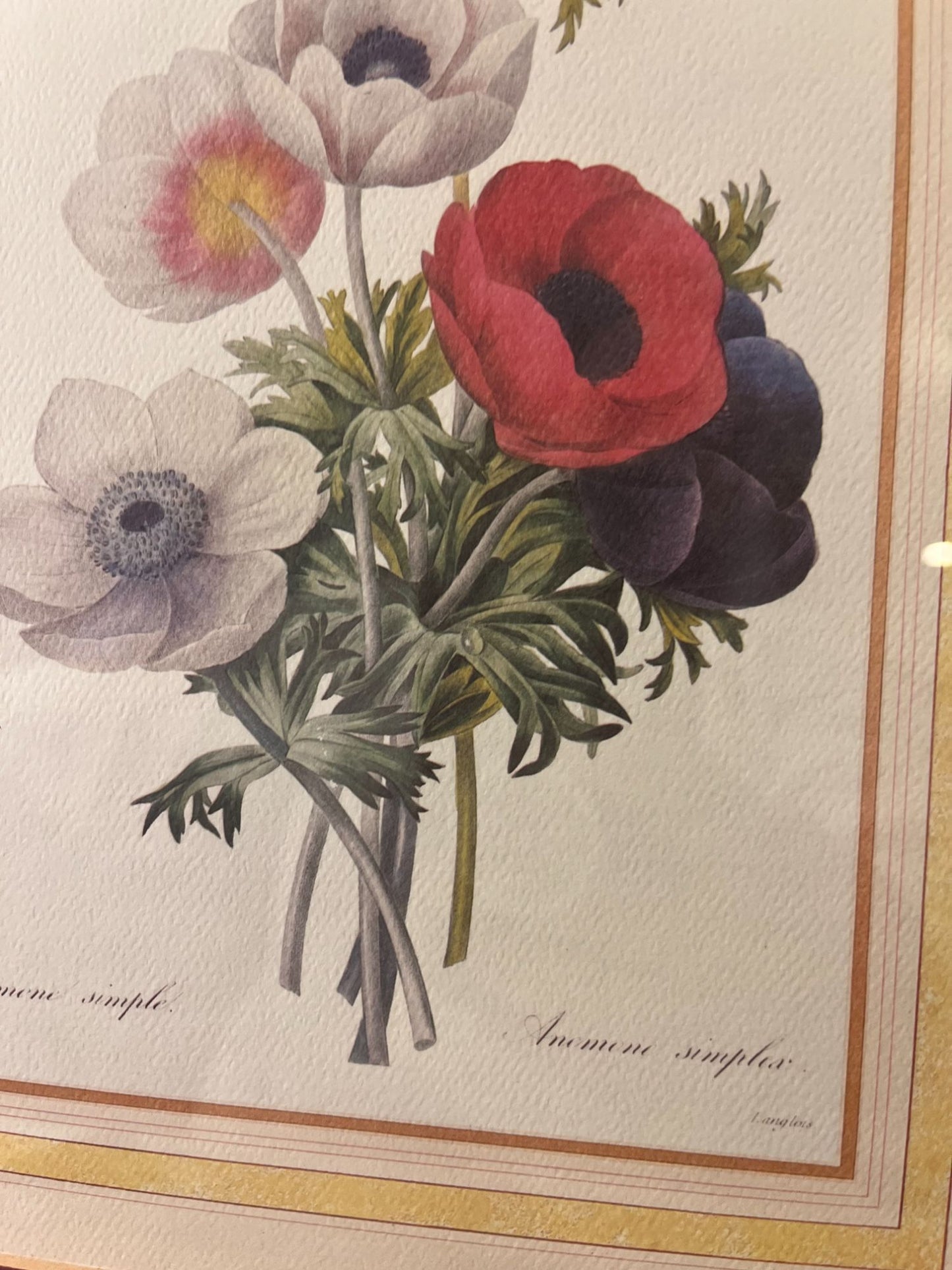 Anemone Floral Print Framed