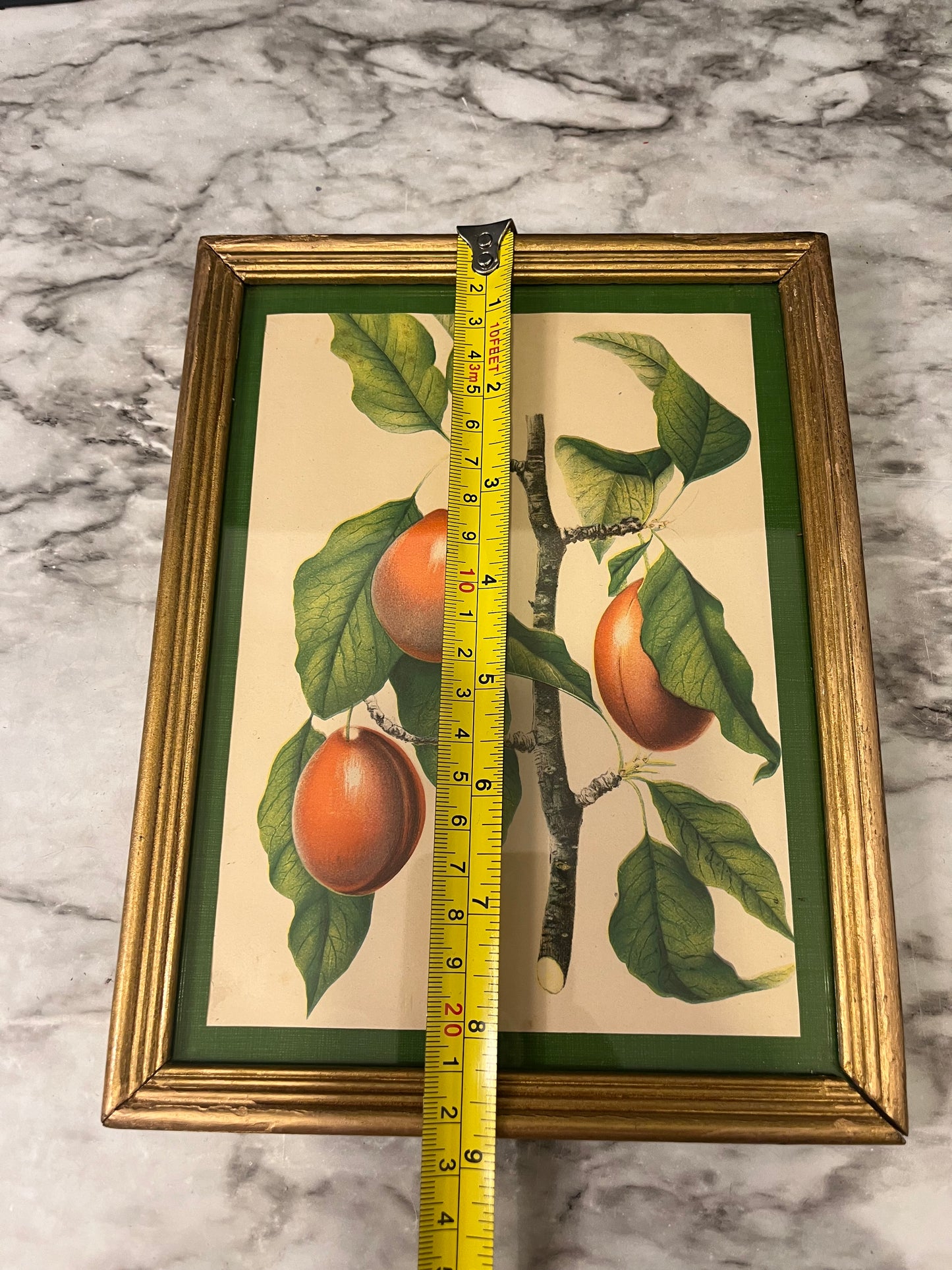 Plum framed botanical print