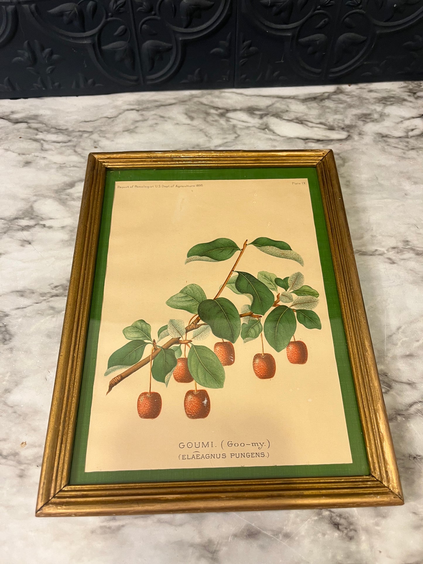 Goumi frame botanical print
