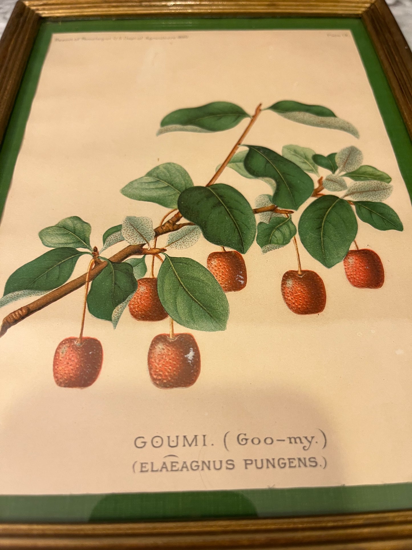 Goumi frame botanical print