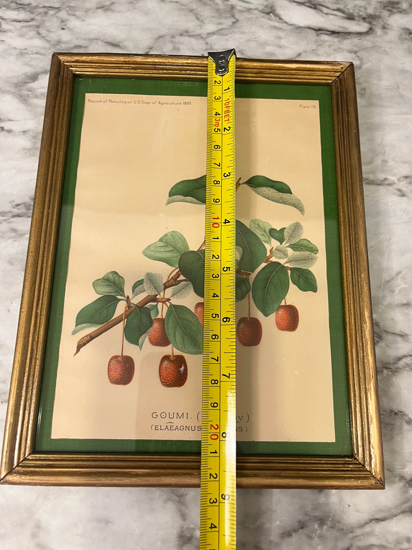 Goumi frame botanical print
