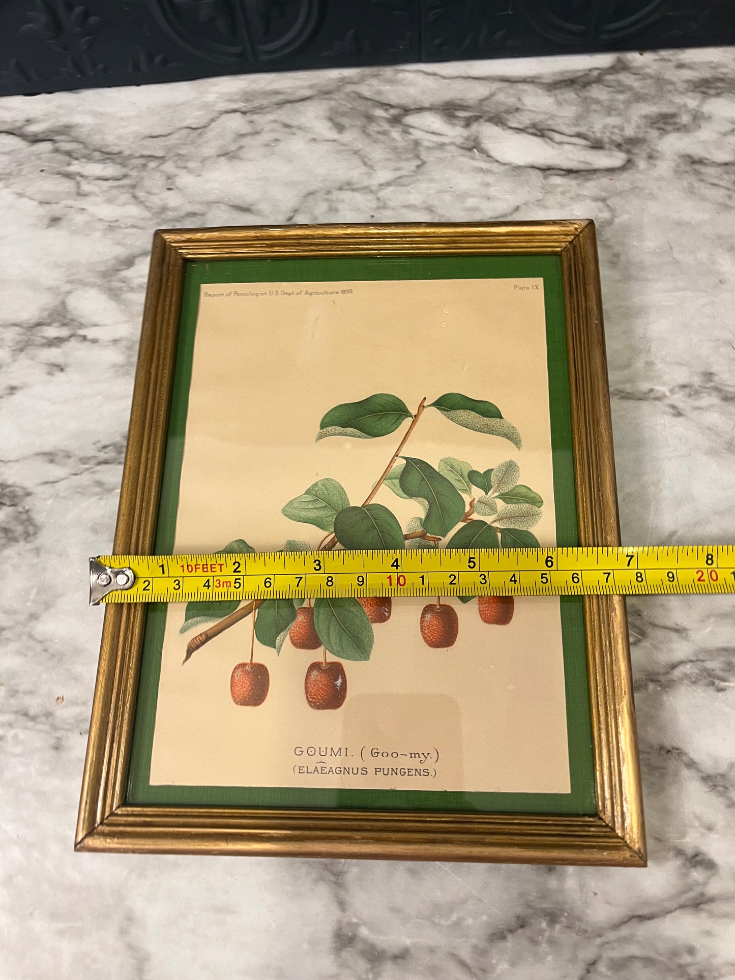 Goumi frame botanical print