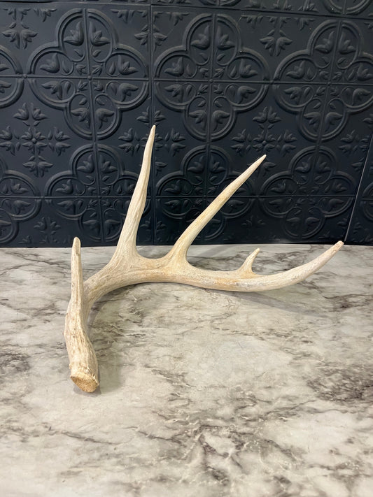 5 point Antler Shed