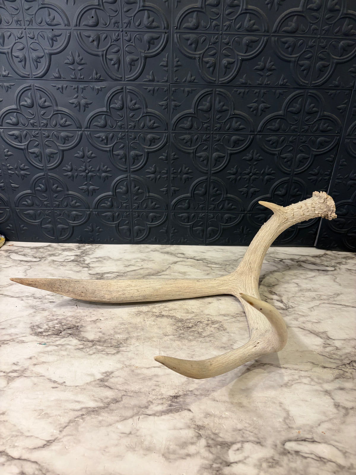 Natural Shed Deer Antler