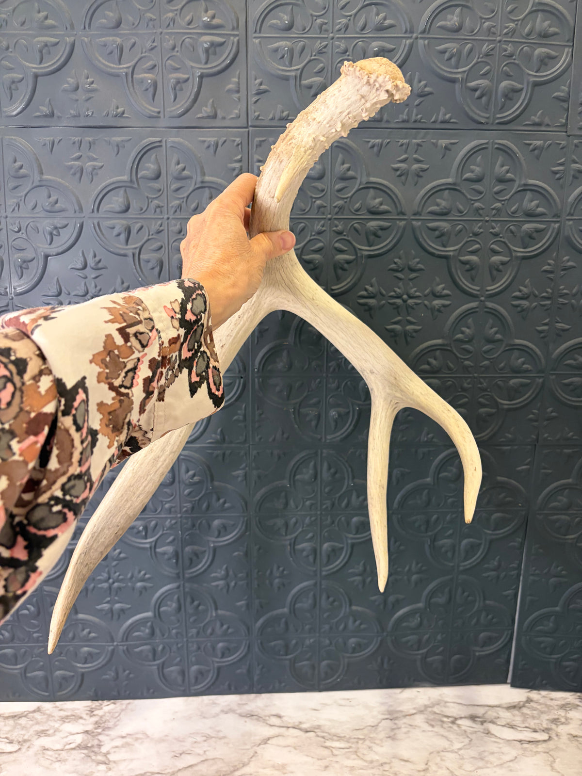 Natural Shed Deer Antler