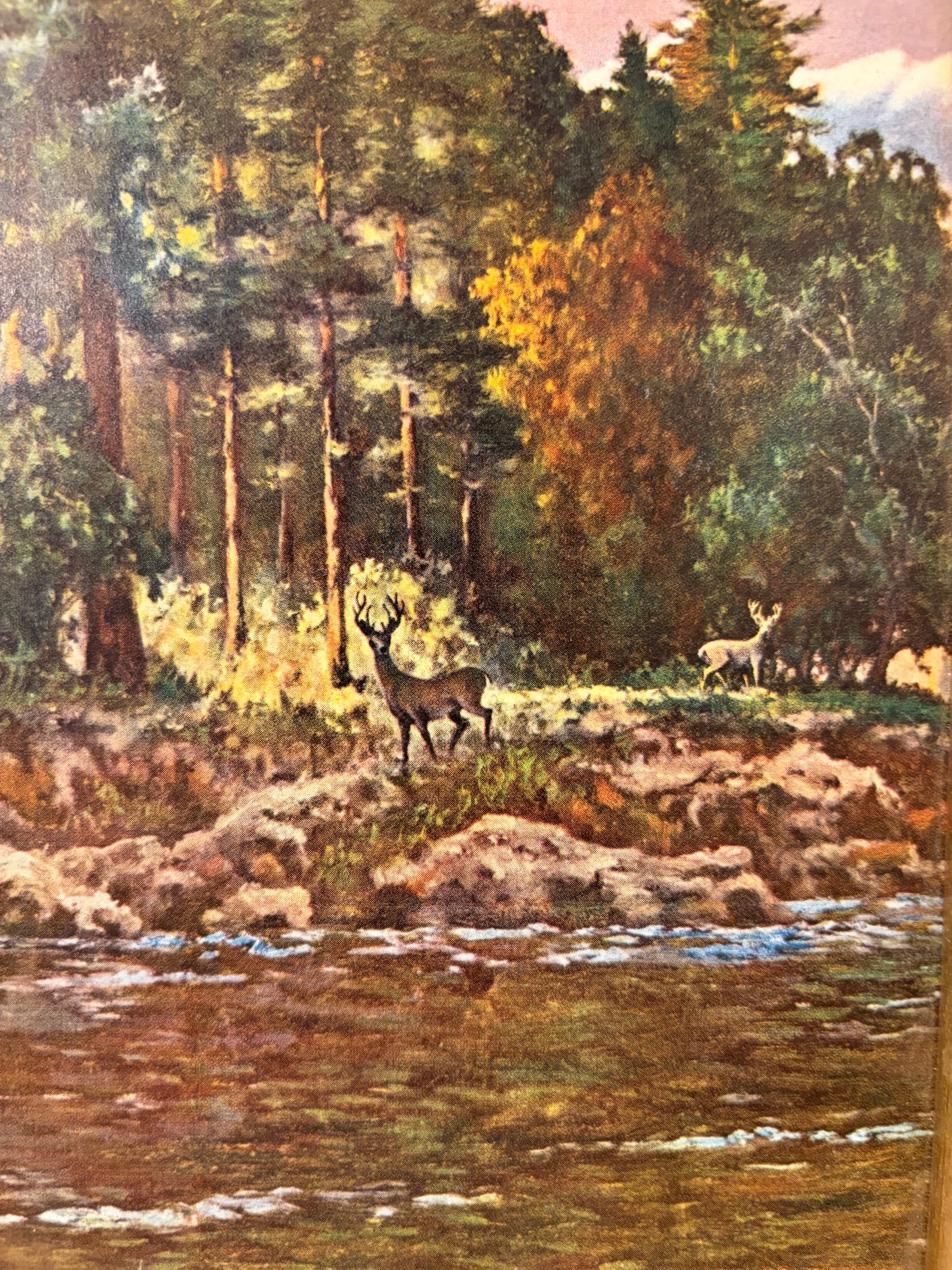 Deer by River Print on Board