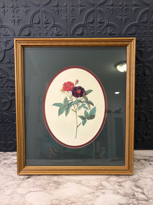 Framed Print "Rose of Van Eden"