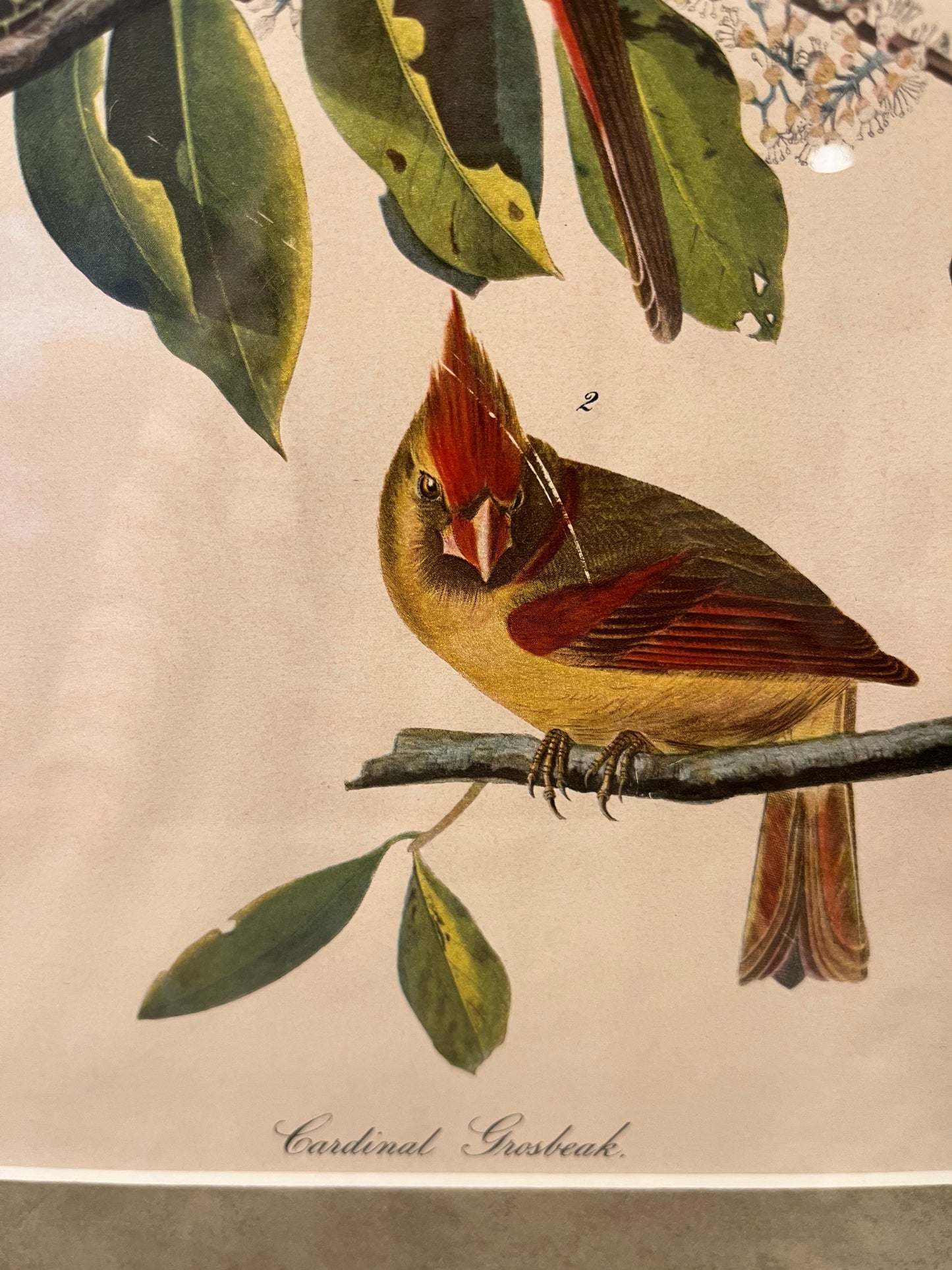 Cardinal Grosbeak Print in Cherry Frame