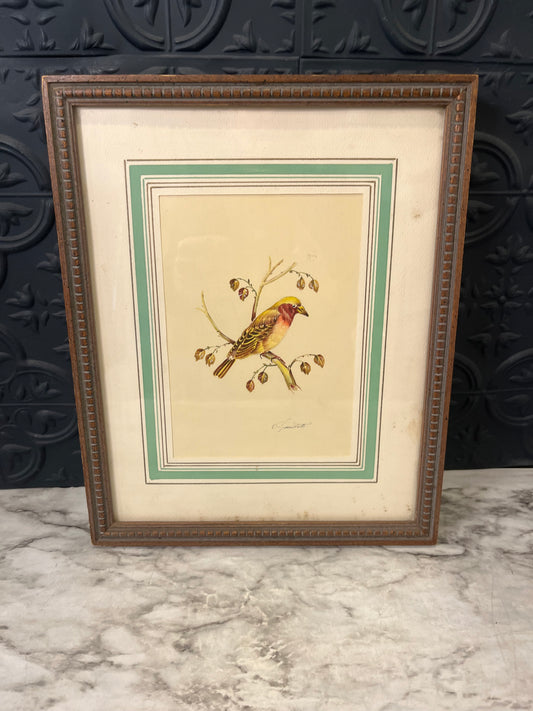 Vintage Print Bird Framed Yellow