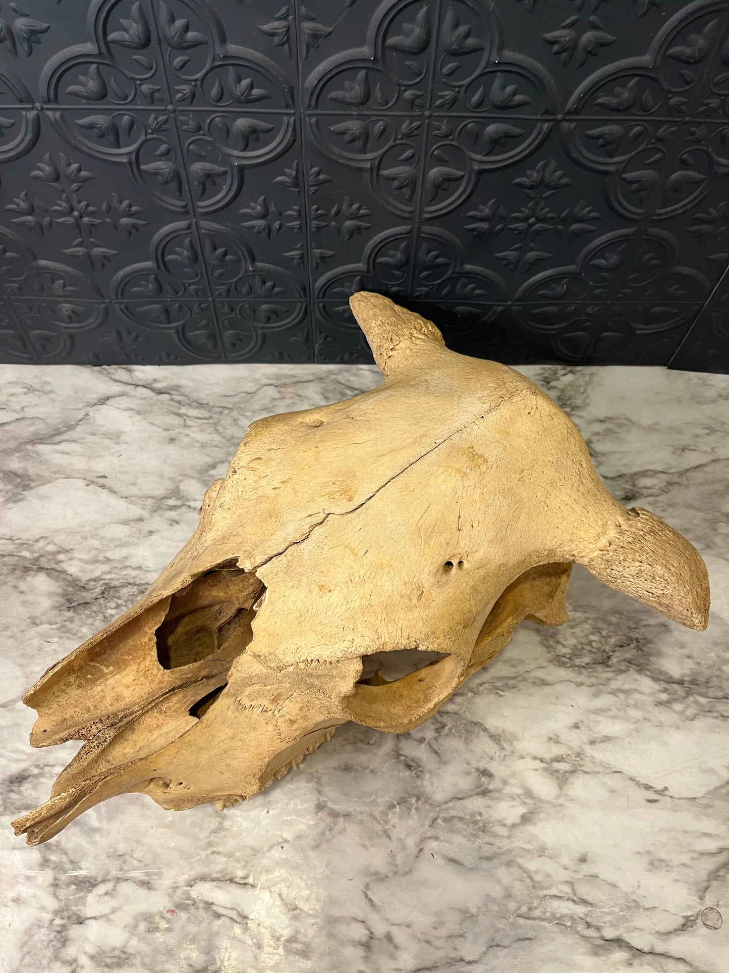 Steer Skull