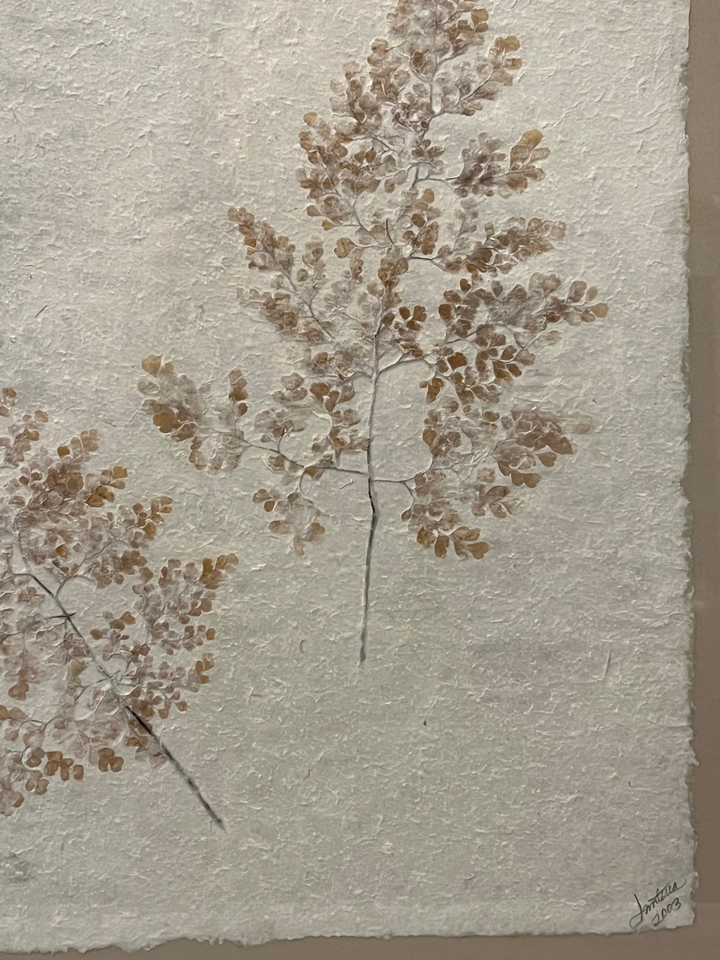 Pressed Herb Botanical Framed