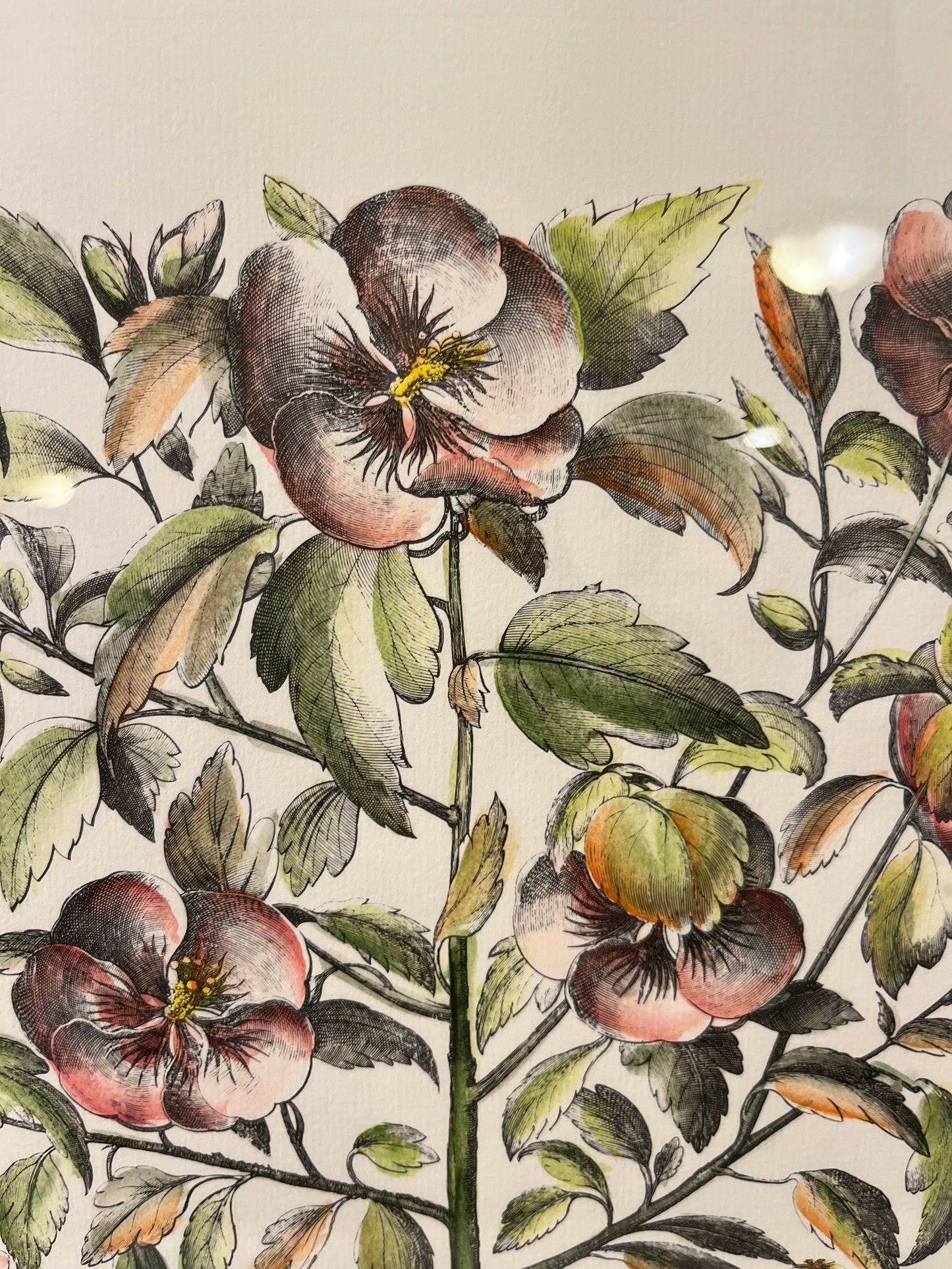 Alcea Syriaca Print in Green Frame