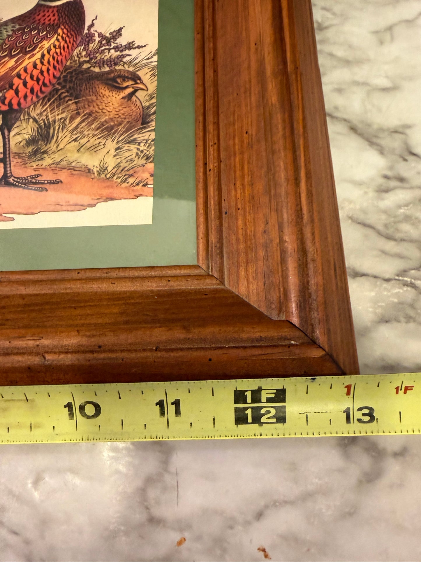 Ring Neck Pheasant Print Framed