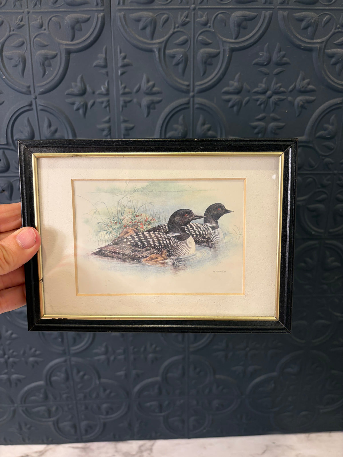 Small Loon Print Framed