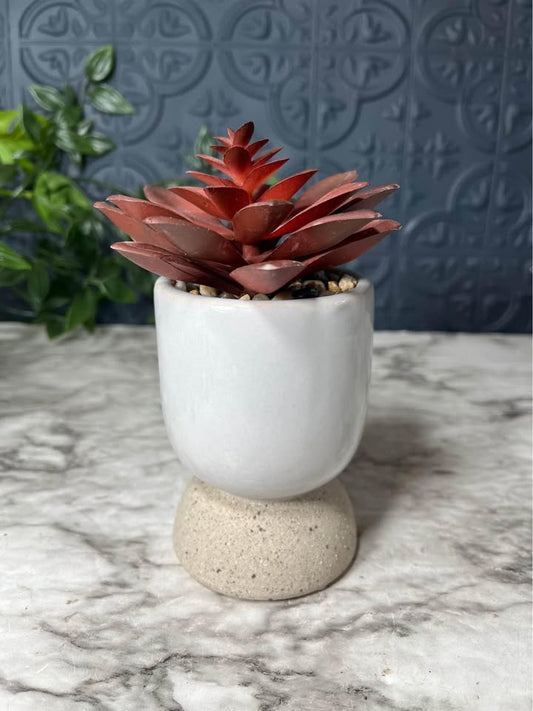 Red Succulent