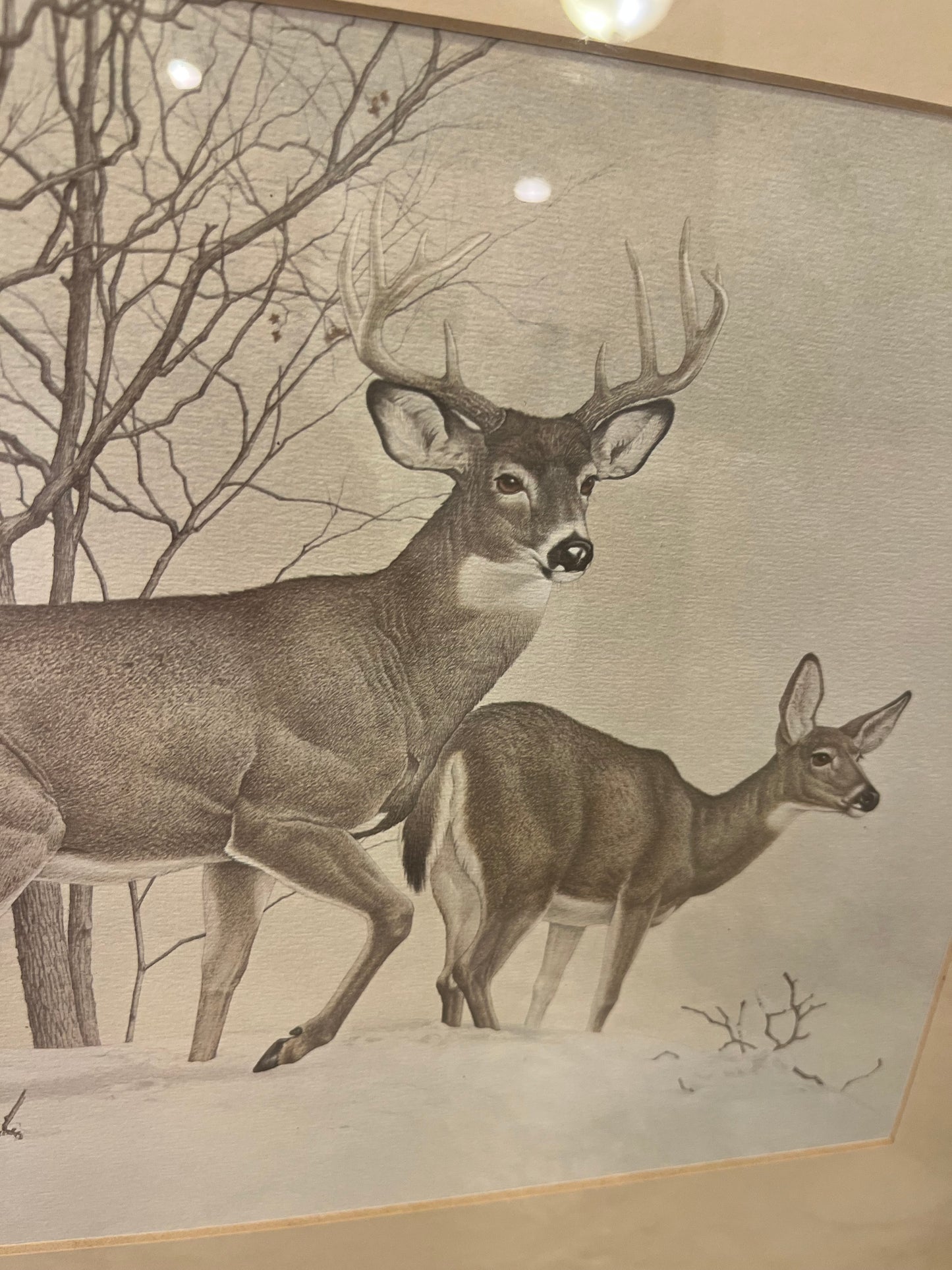 Vintage Print of Whitetail Deer by MG Loates