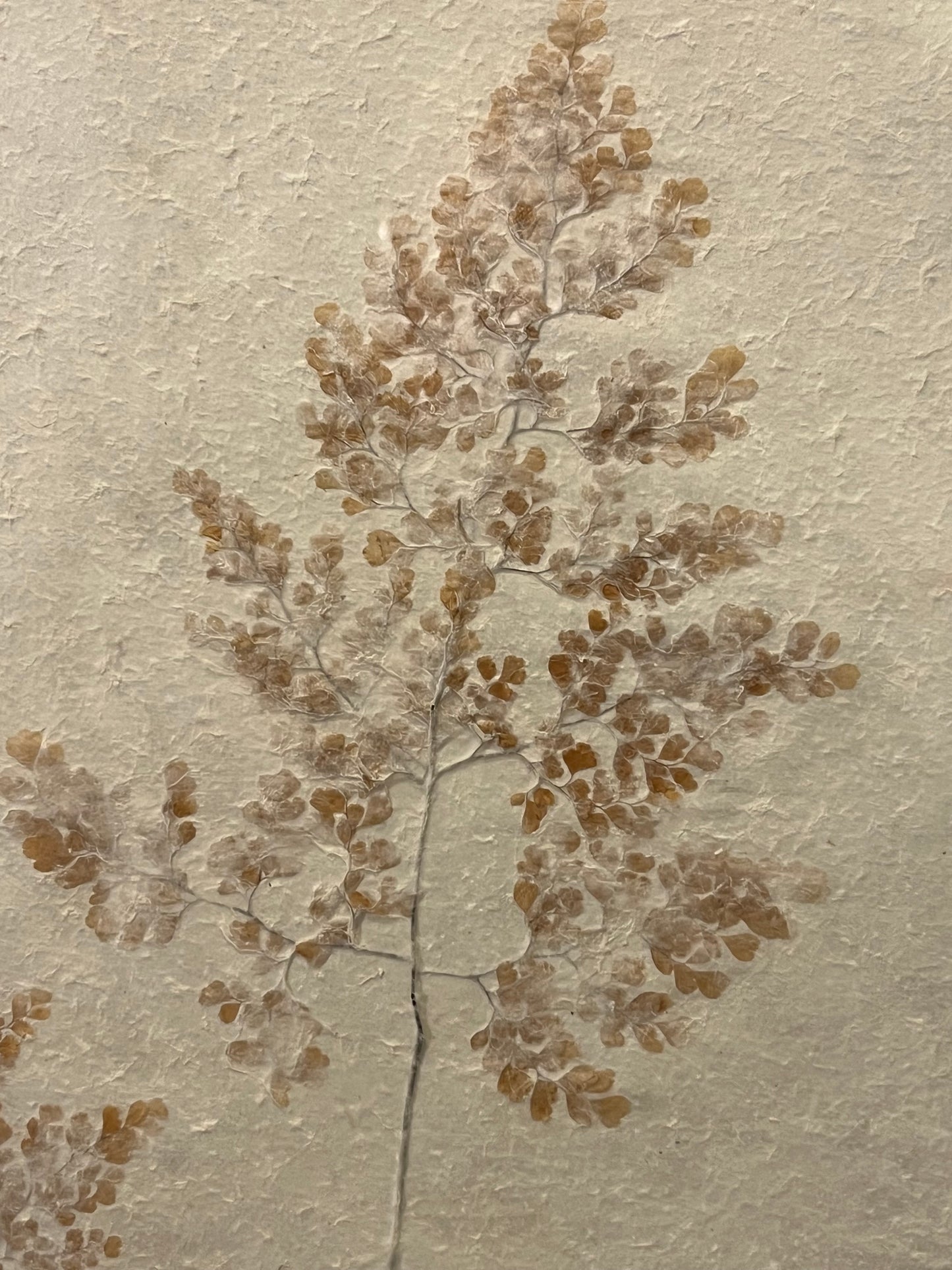 Pressed Herb Botanical Framed