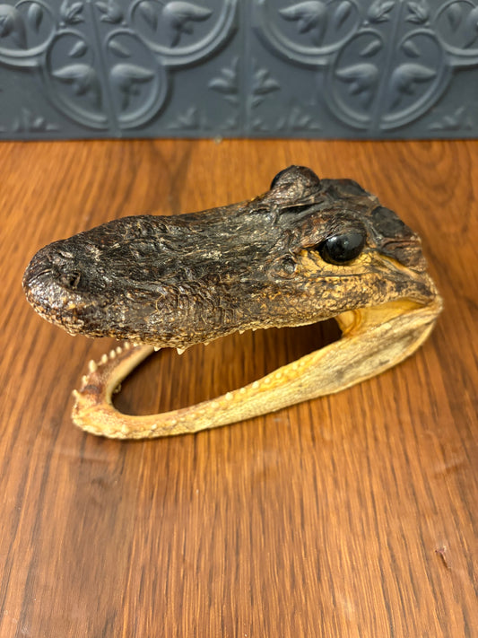 Small Taxidermy Alligator Head