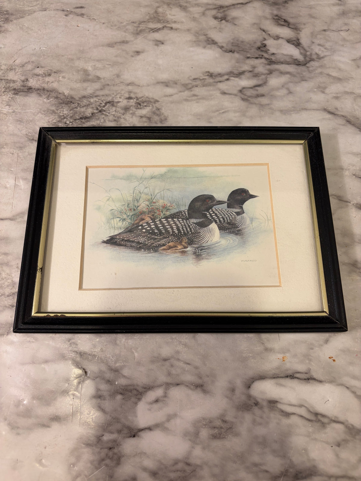 Small Loon Print Framed