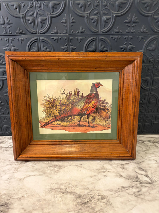 Ring Neck Pheasant Print Framed