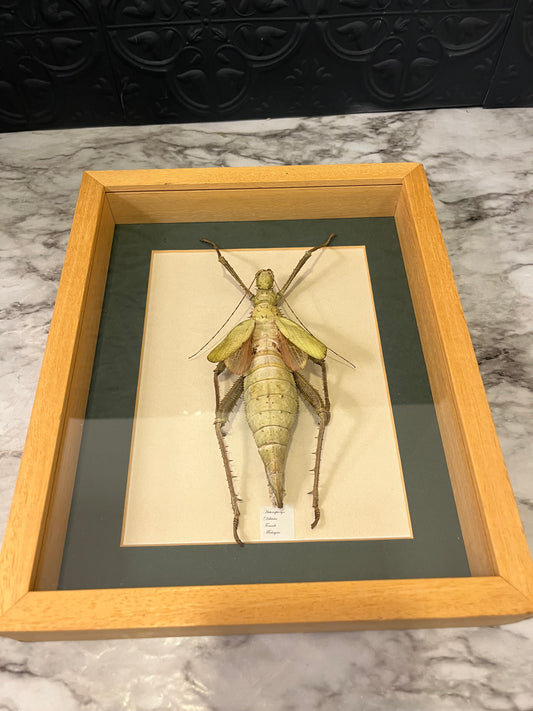 Jungle Nymph Framed