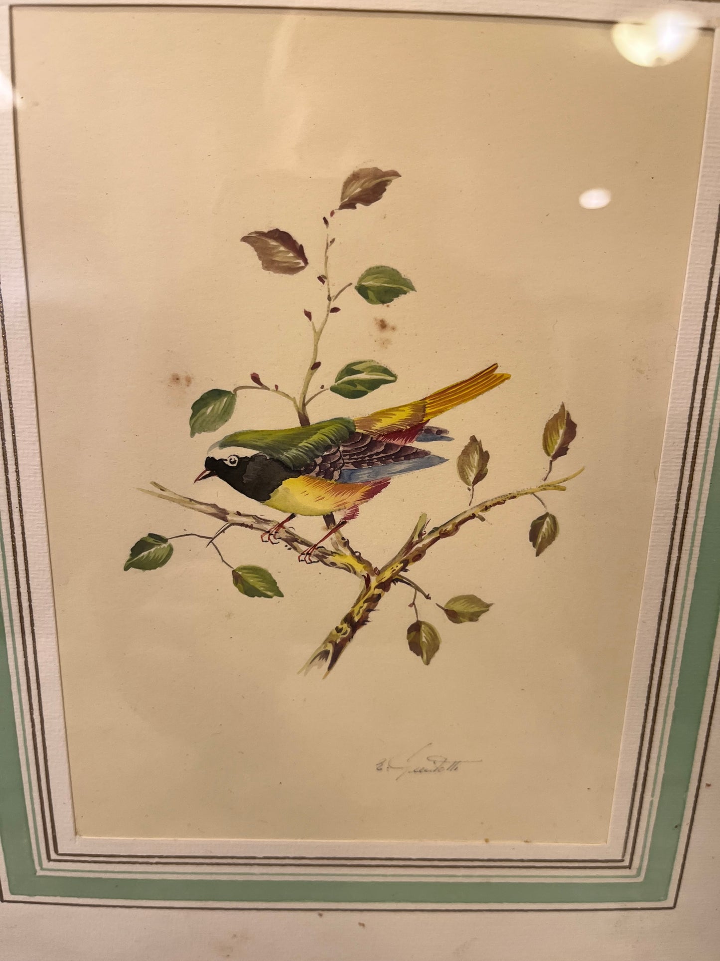 Vintage Print Bird Framed green,yellow,blue
