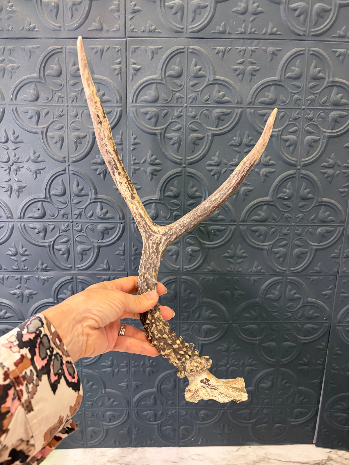 13" Deer Antler Shed