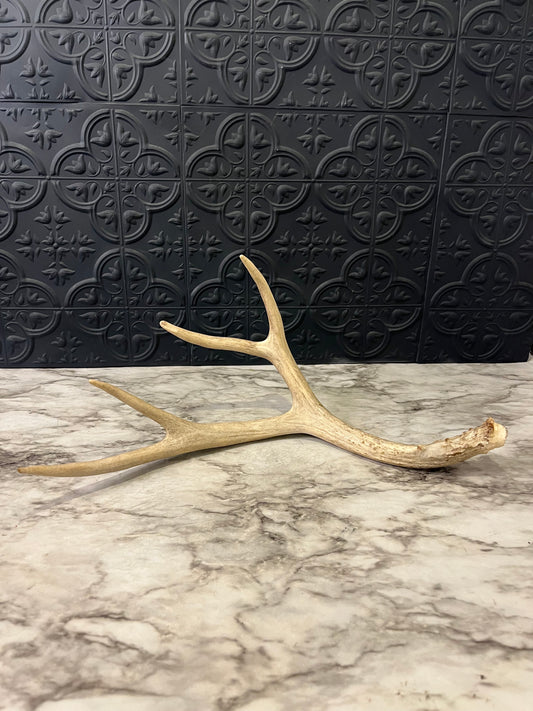 Antler Shed 4 Point