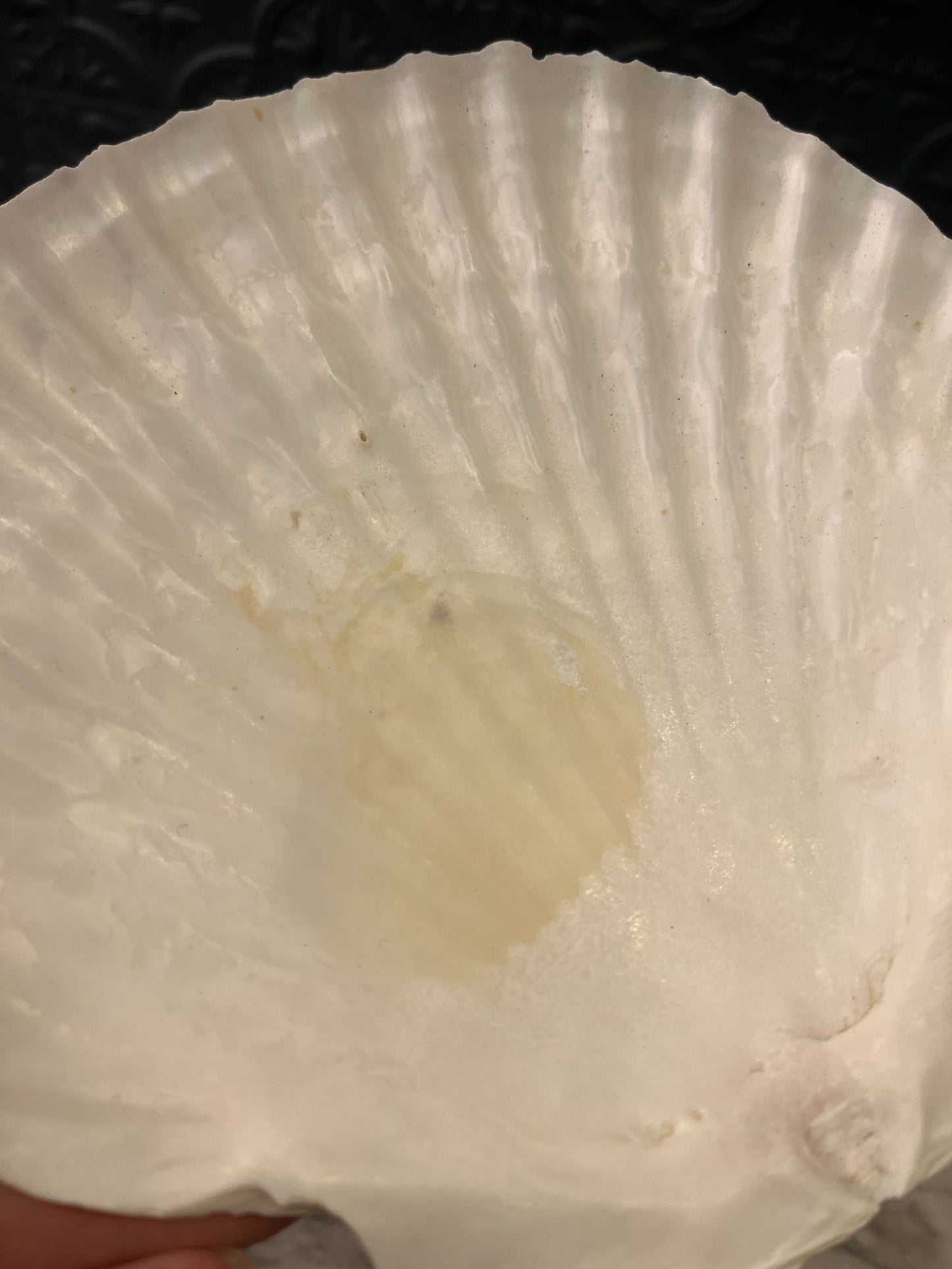 Clam Shell Dish