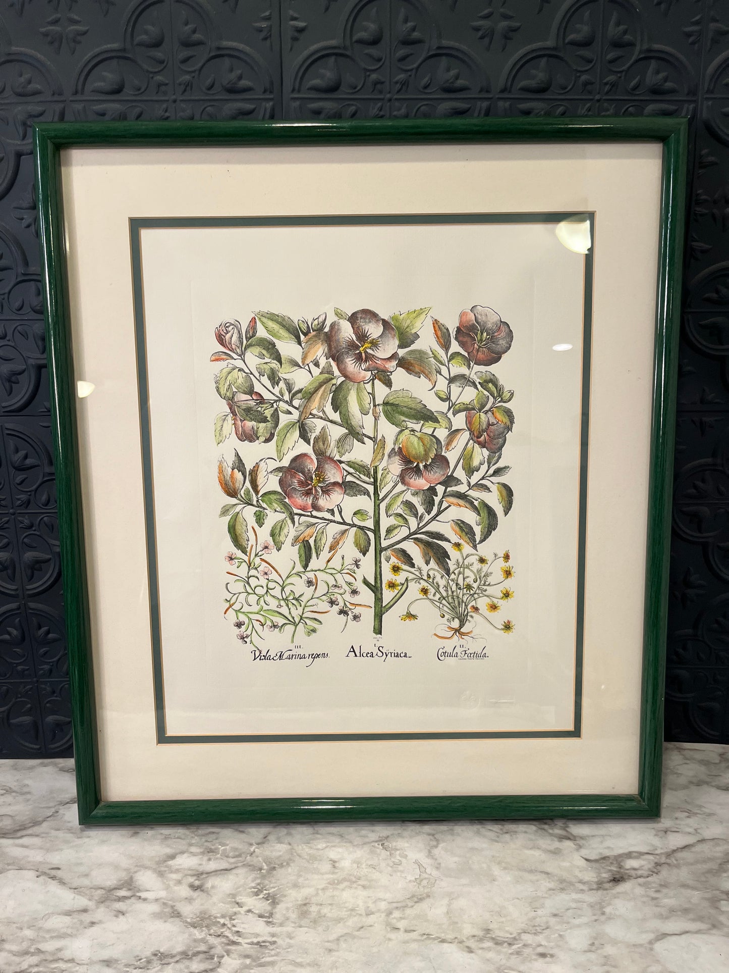 Alcea Syriaca Print in Green Frame