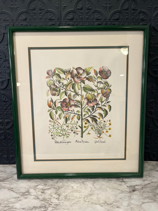 Alcea Syriaca Print in Green Frame