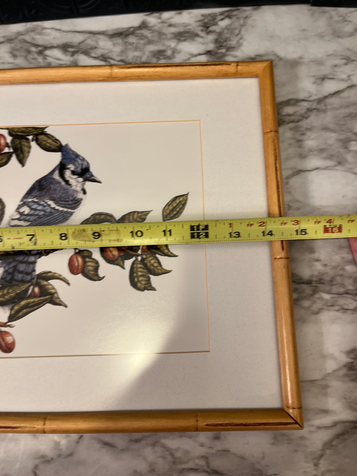 Blue Jay with Canada Plum Framed