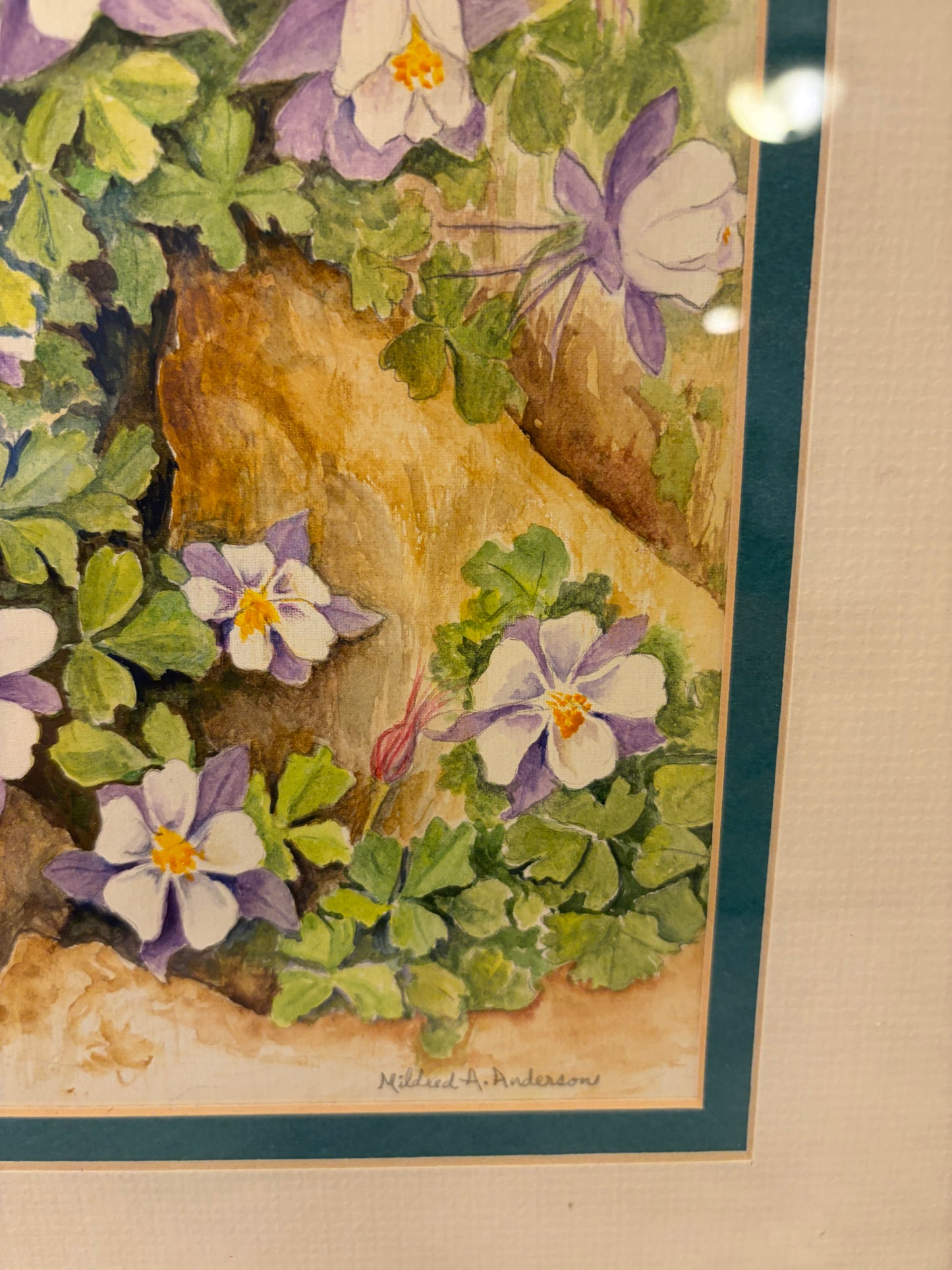 Columbine Watercolor by Mildred Anderson