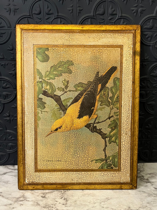 Oriole Bird Print on Florentine Wood