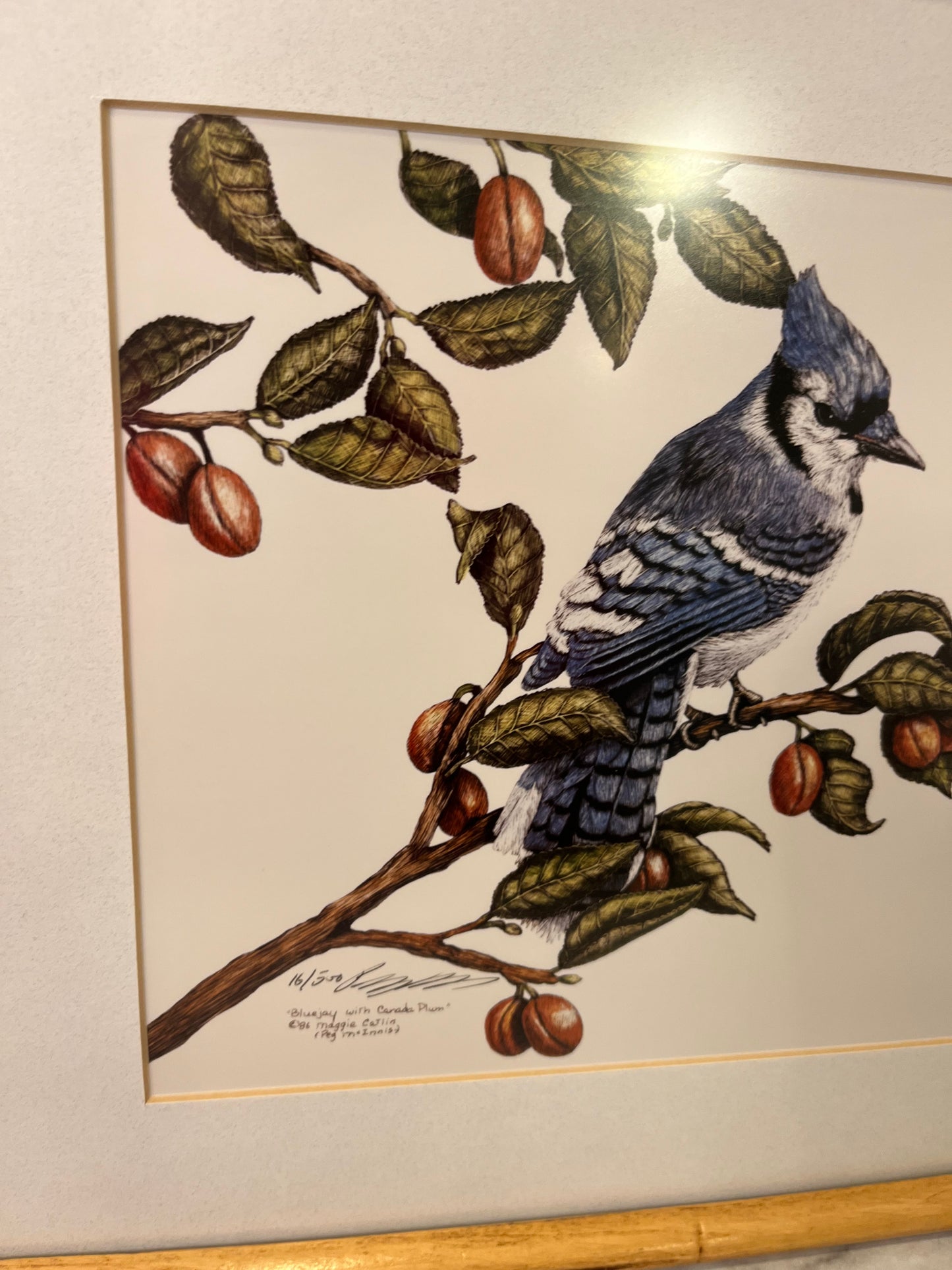 Blue Jay with Canada Plum Framed