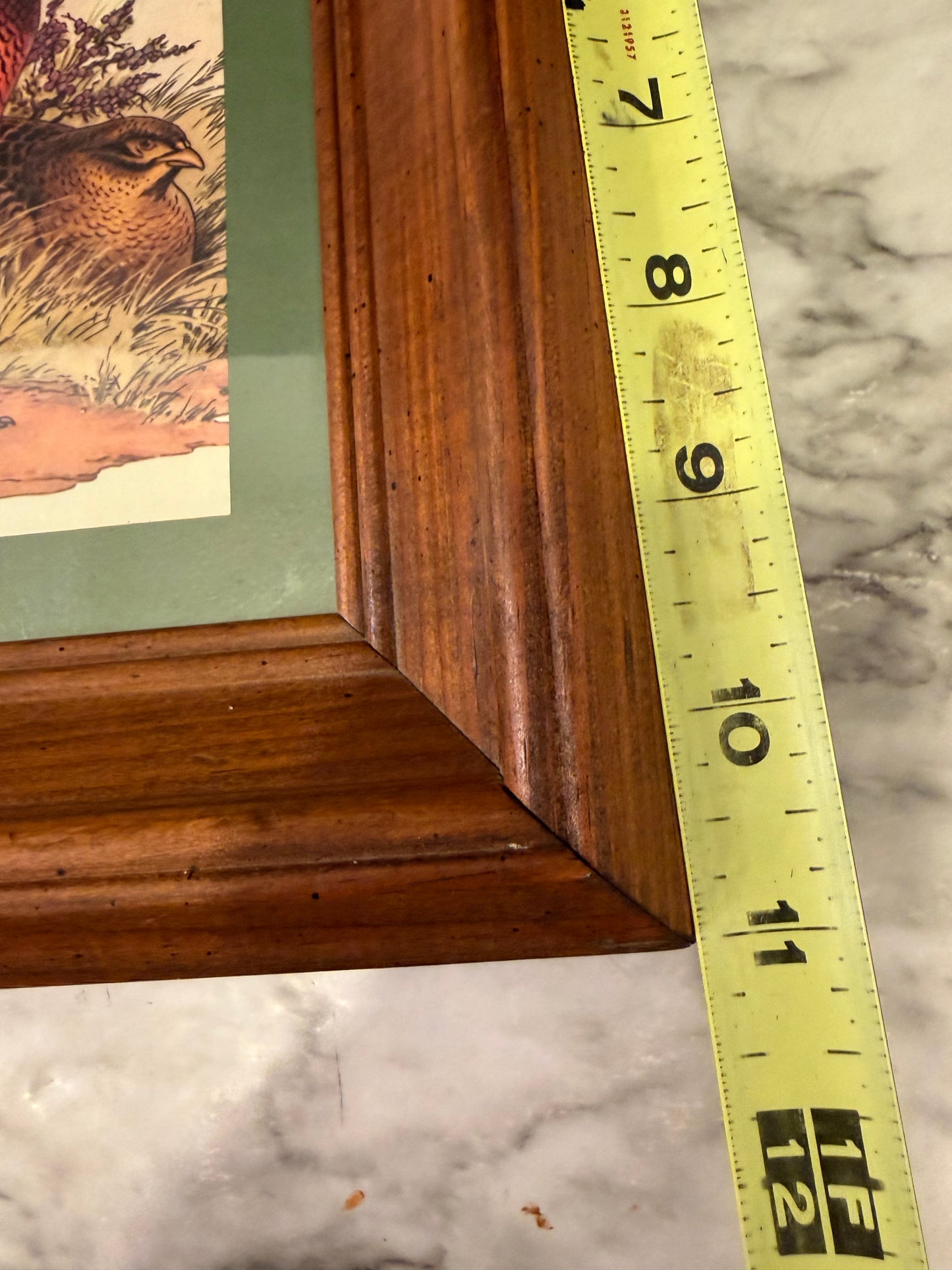 Ring Neck Pheasant Print Framed