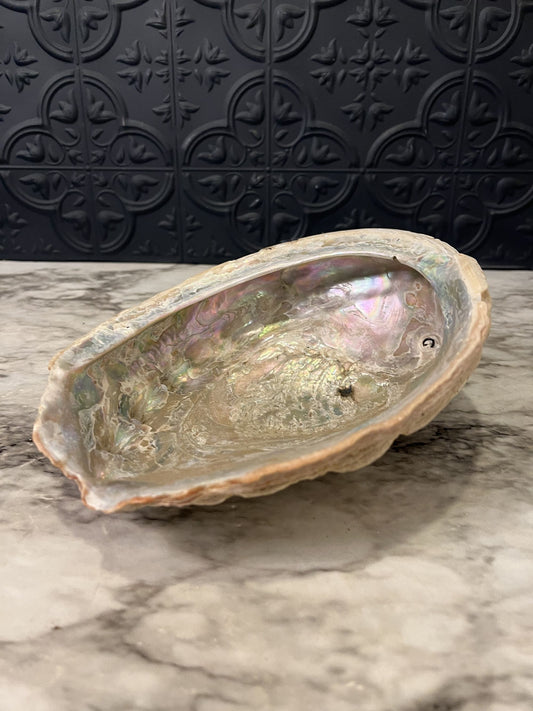 Abalone Shell