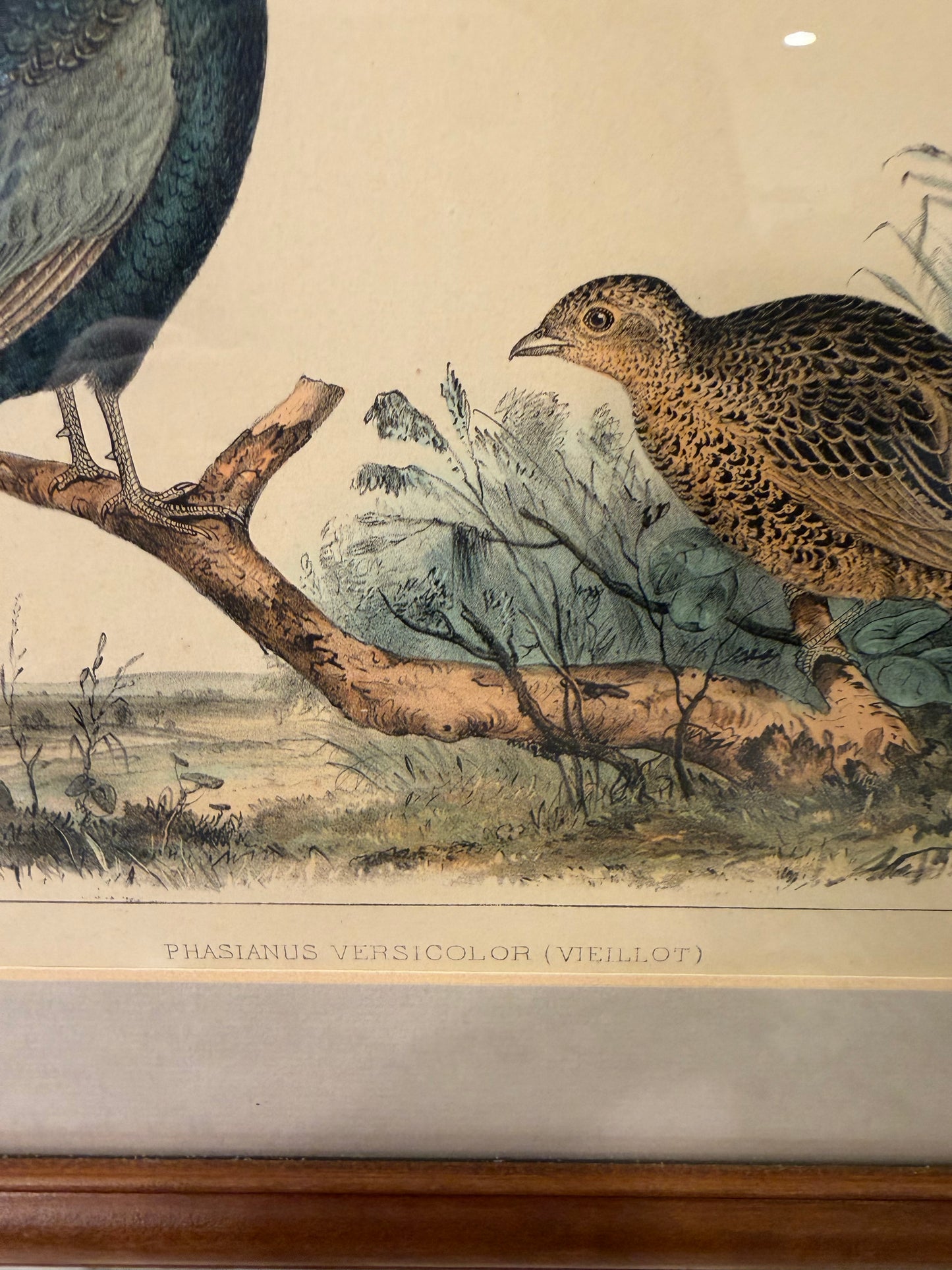 Plate I Ornithology Pheasant lithograph Framed