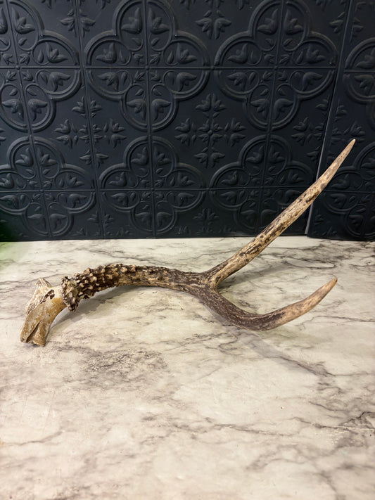 13" Deer Antler Shed