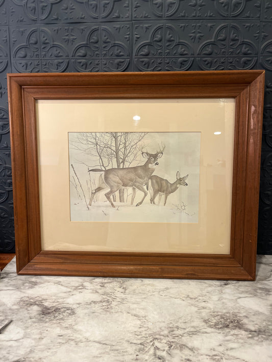 Vintage Print of Whitetail Deer by MG Loates